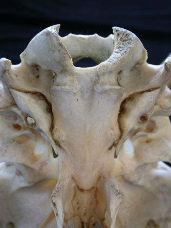 Media type: image;   Mammalogy 17392